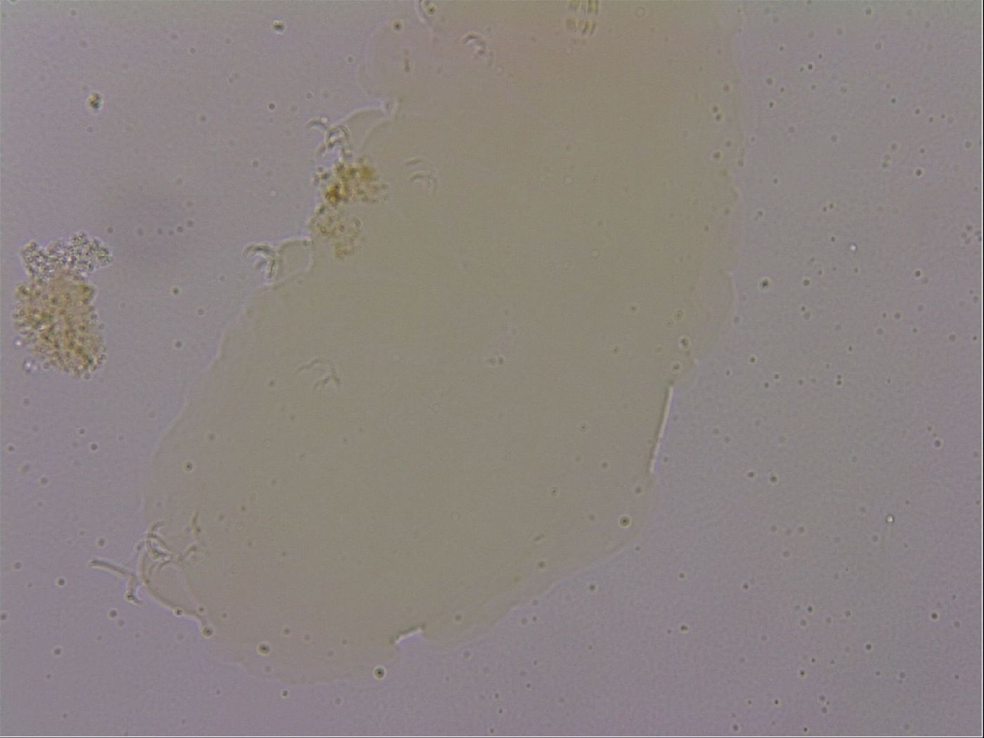 Hypsibius dujardini image