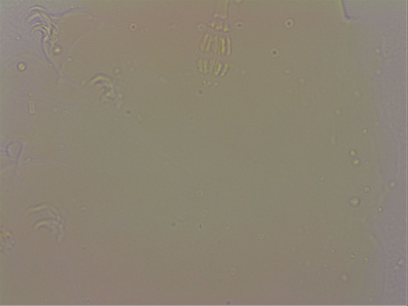 Hypsibius dujardini image