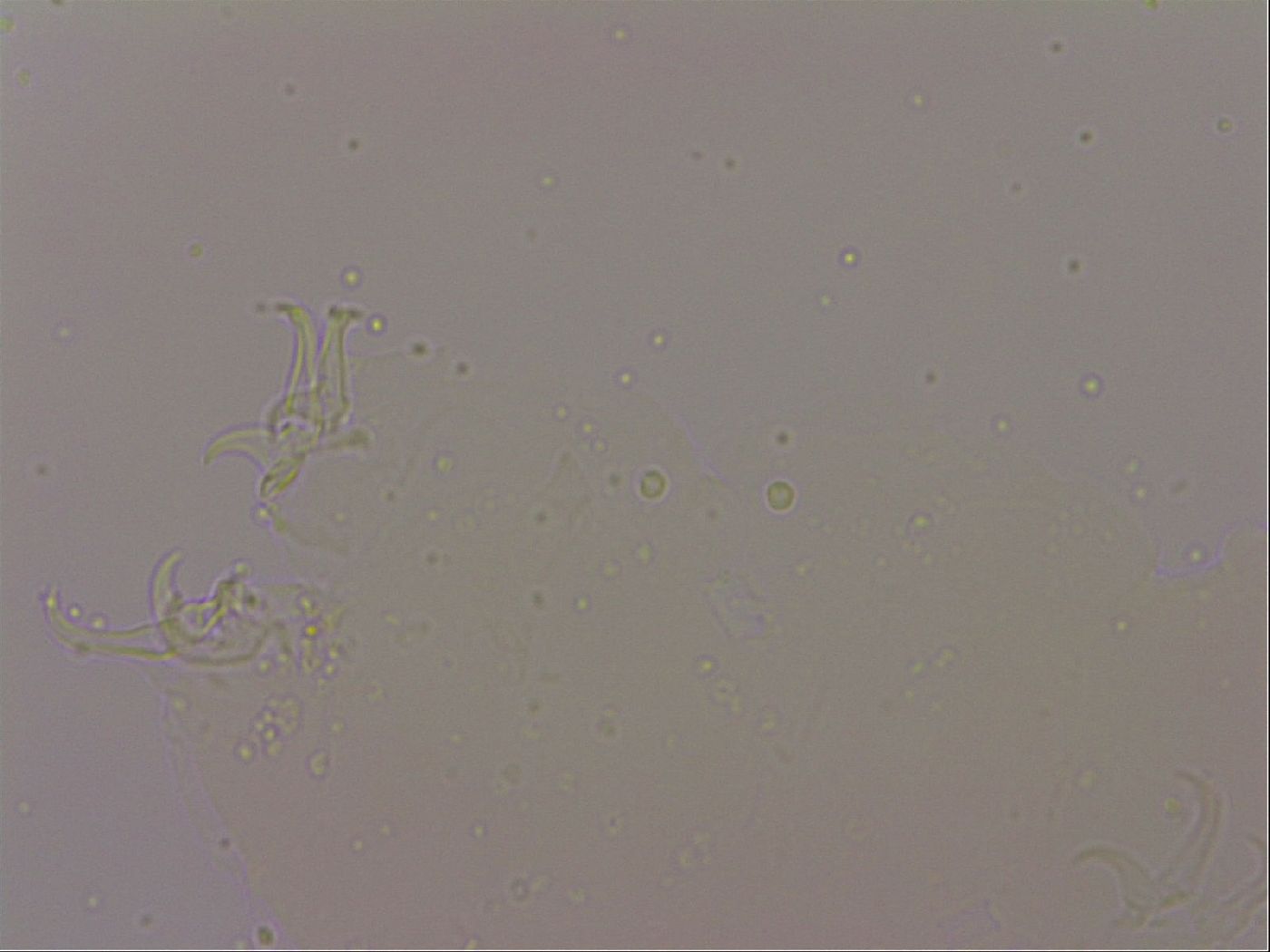 Hypsibius dujardini image