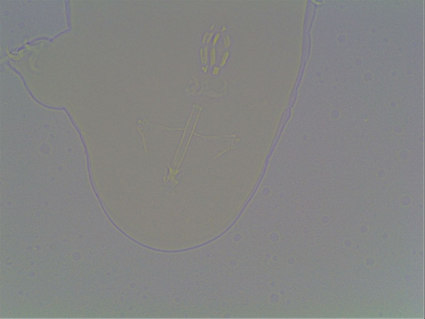 Hypsibius dujardini image