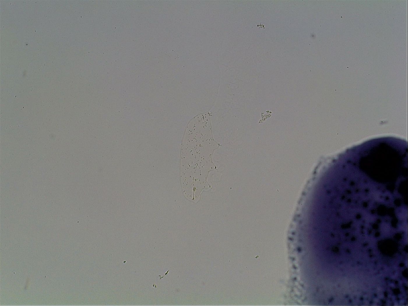 Hypsibius dujardini image