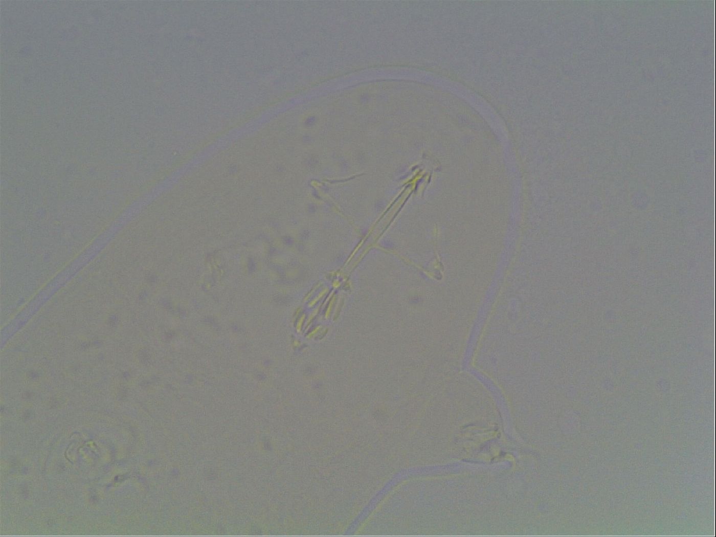 Hypsibius dujardini image