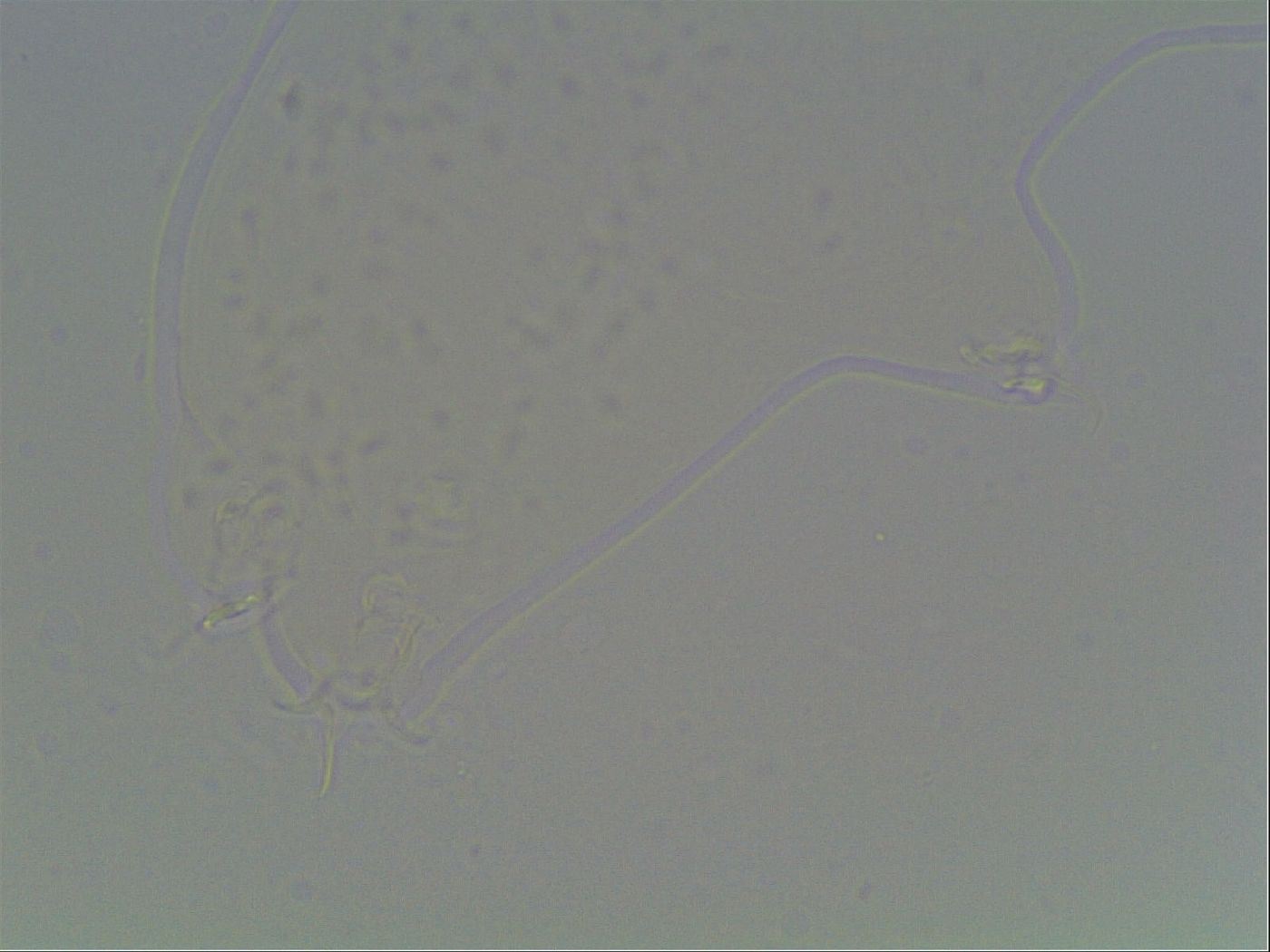 Hypsibius dujardini image