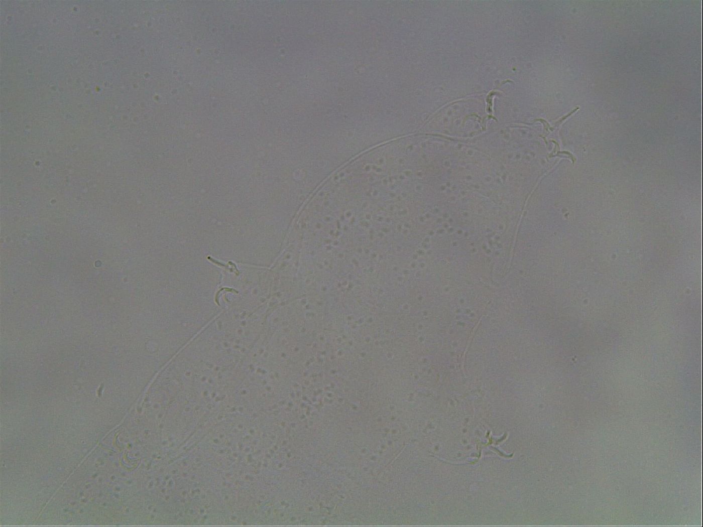 Hypsibius dujardini image