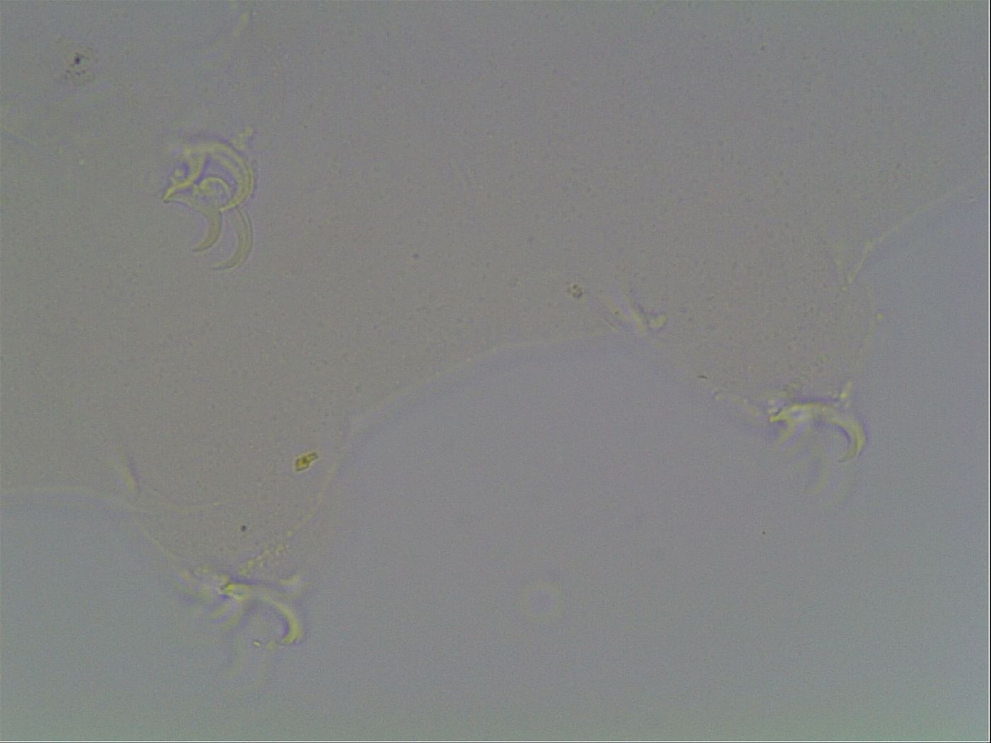 Hypsibius dujardini image