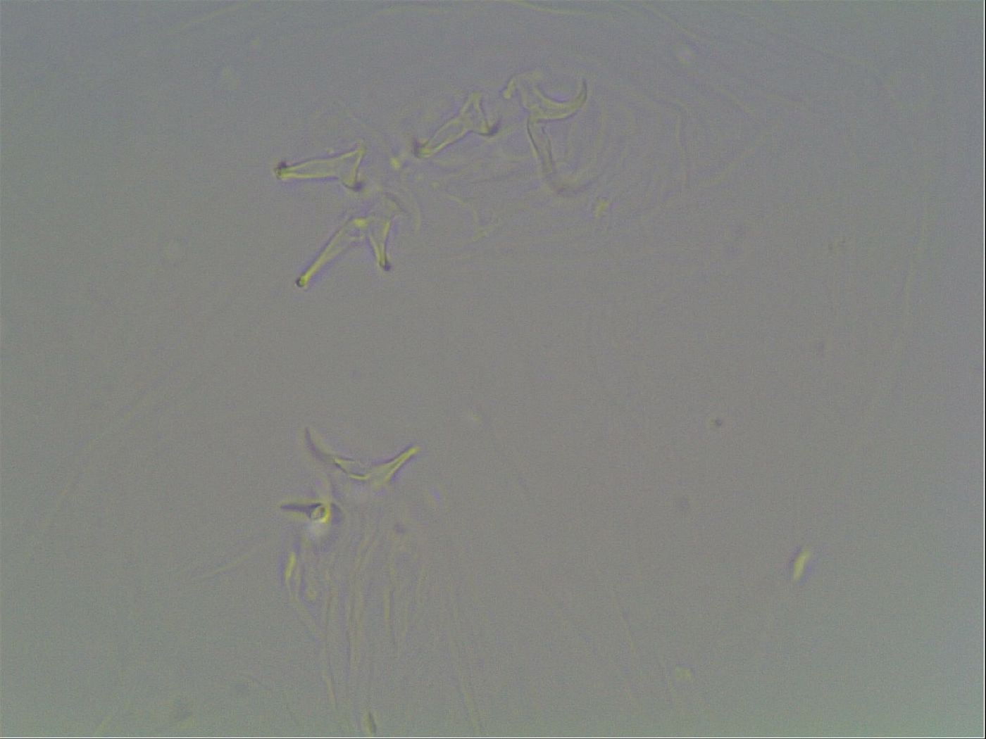 Hypsibius dujardini image