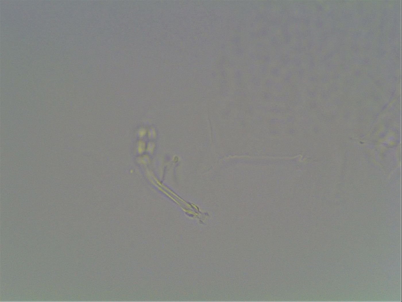 Hypsibius dujardini image