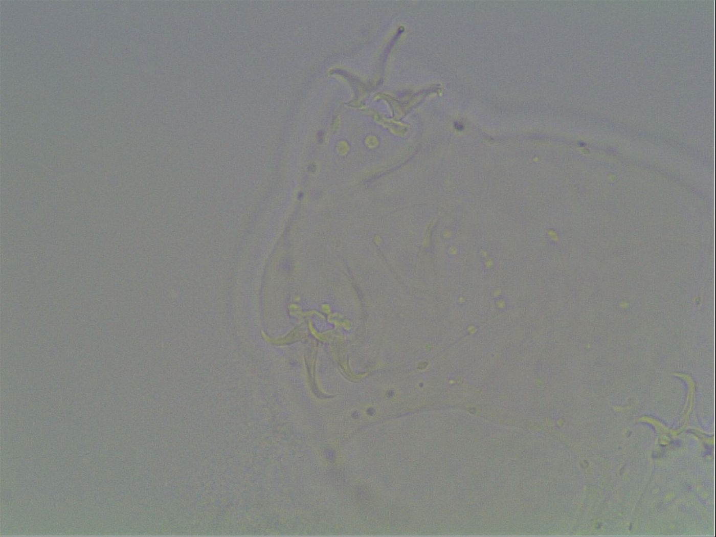 Hypsibius dujardini image
