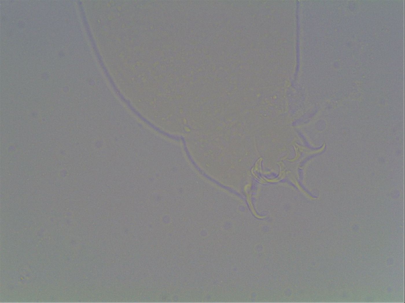 Hypsibius dujardini image