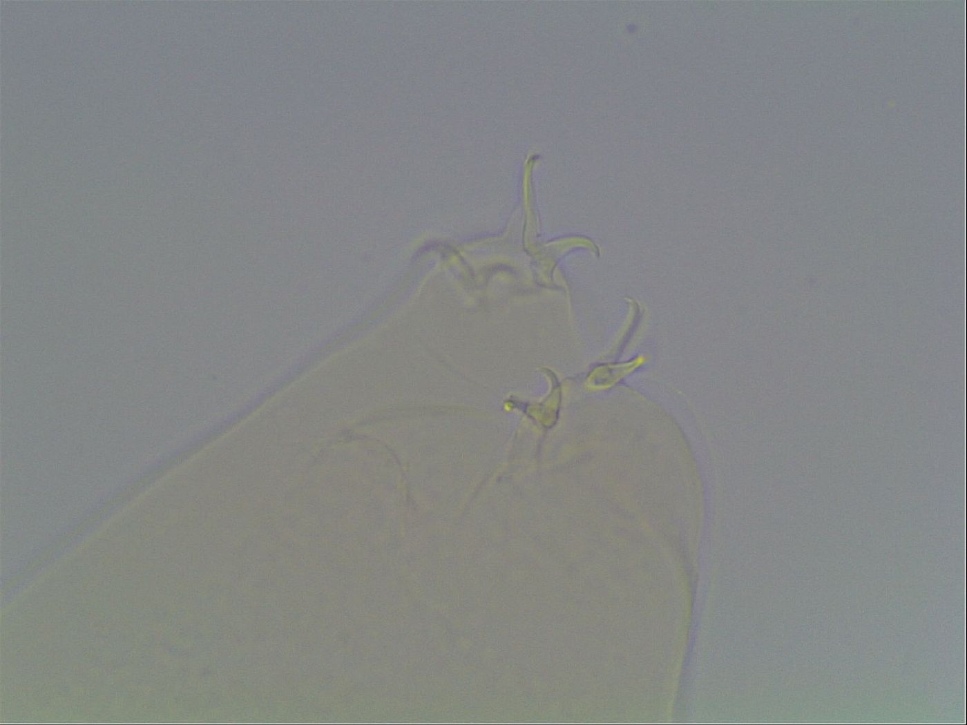 Hypsibius dujardini image