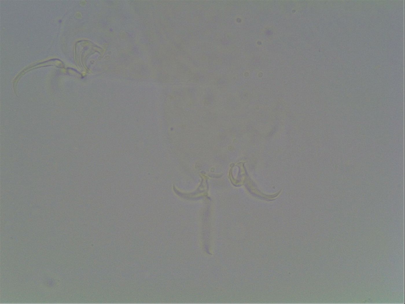 Hypsibius dujardini image