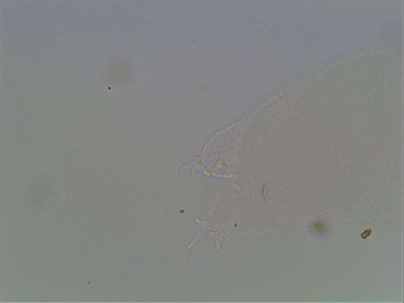 Hypsibius convergens image