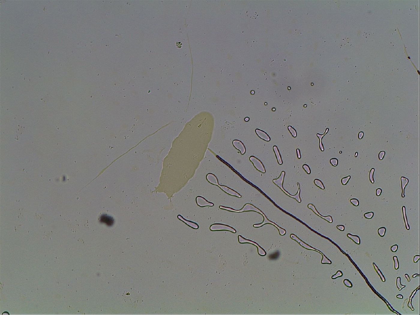 Hypsibius convergens image
