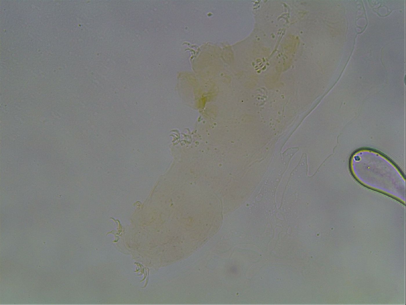 Hypsibius convergens image