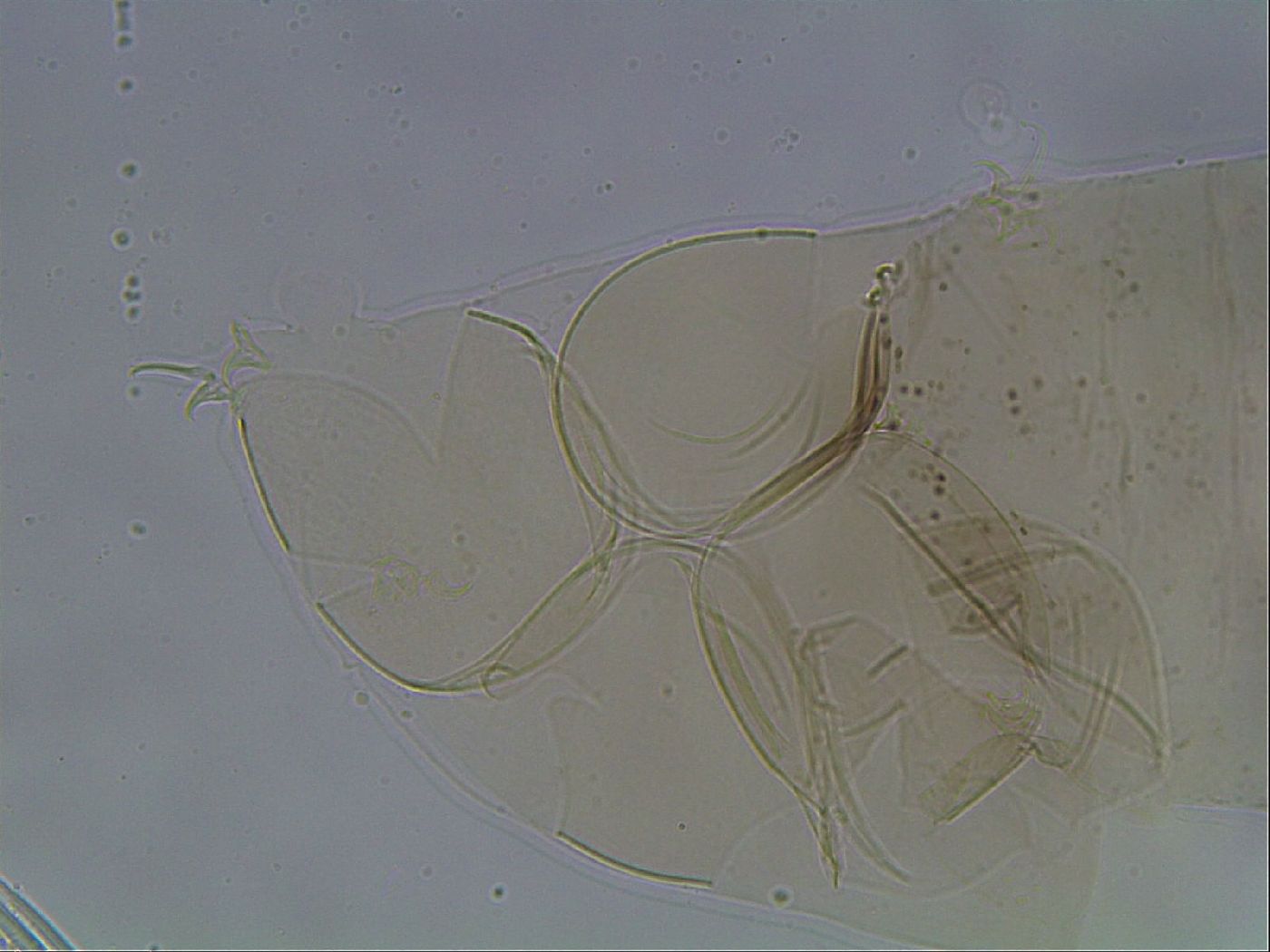Hypsibius convergens image