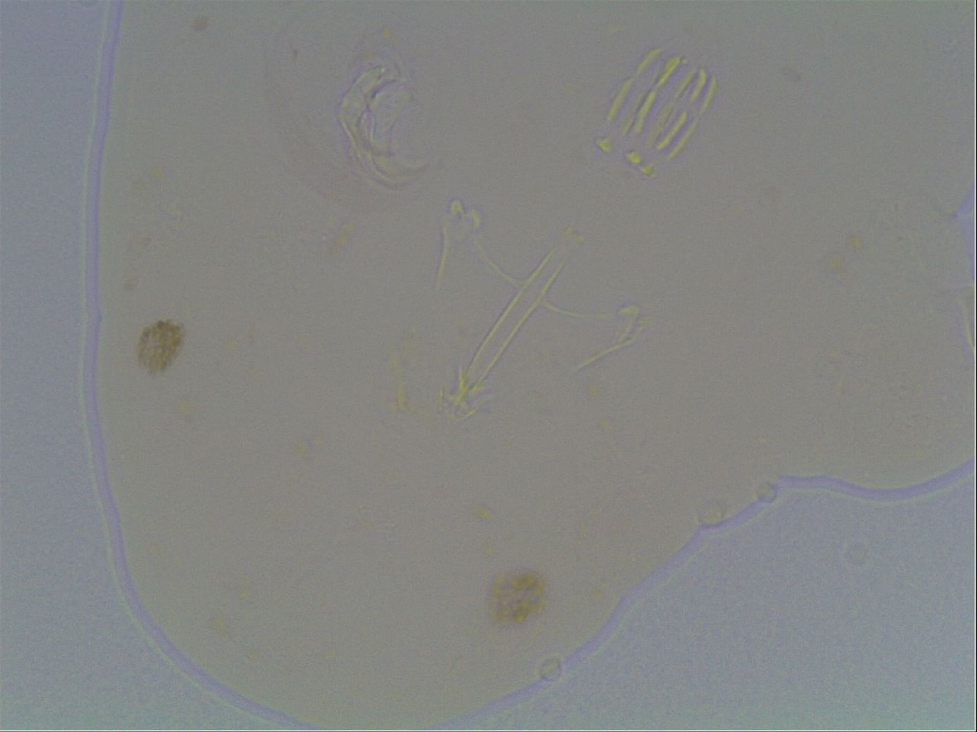 Hypsibius convergens image