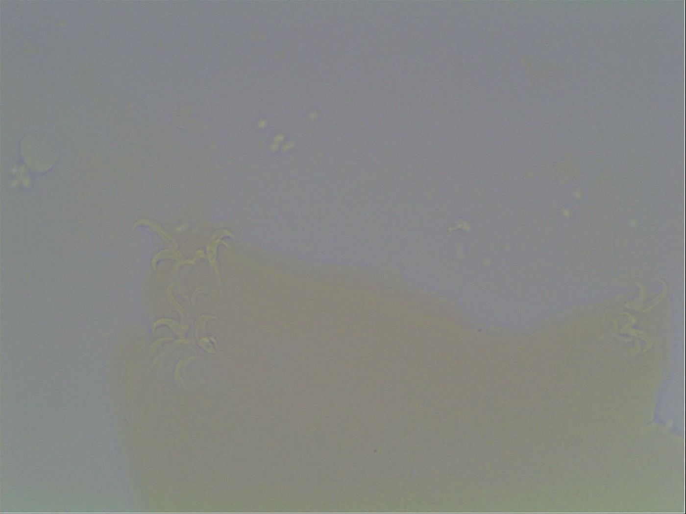 Hypsibius convergens image