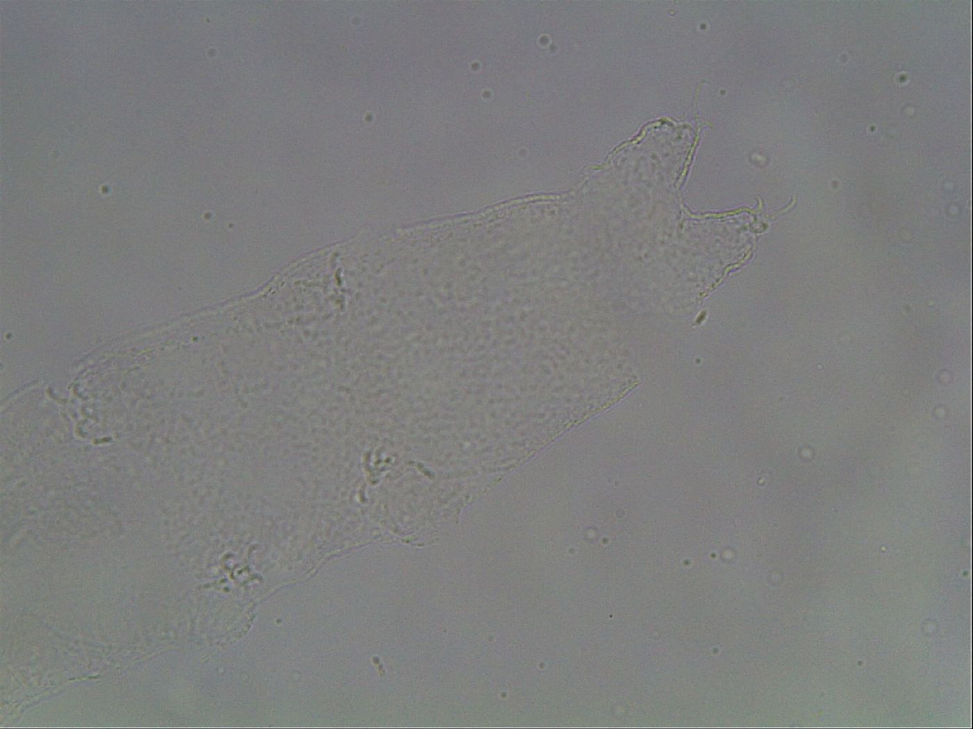 Hypsibius pallidus image