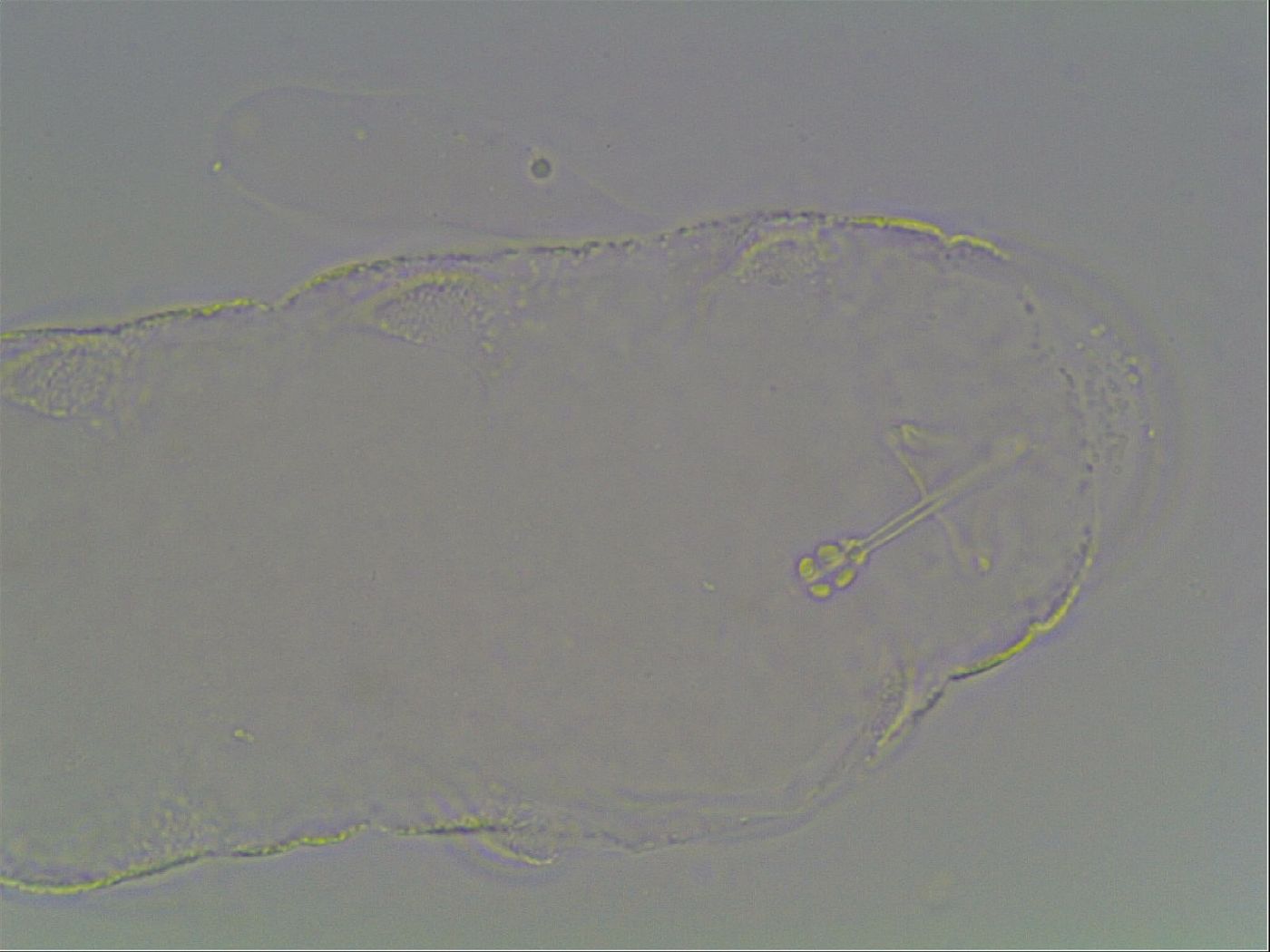 Hypsibius pallidus image