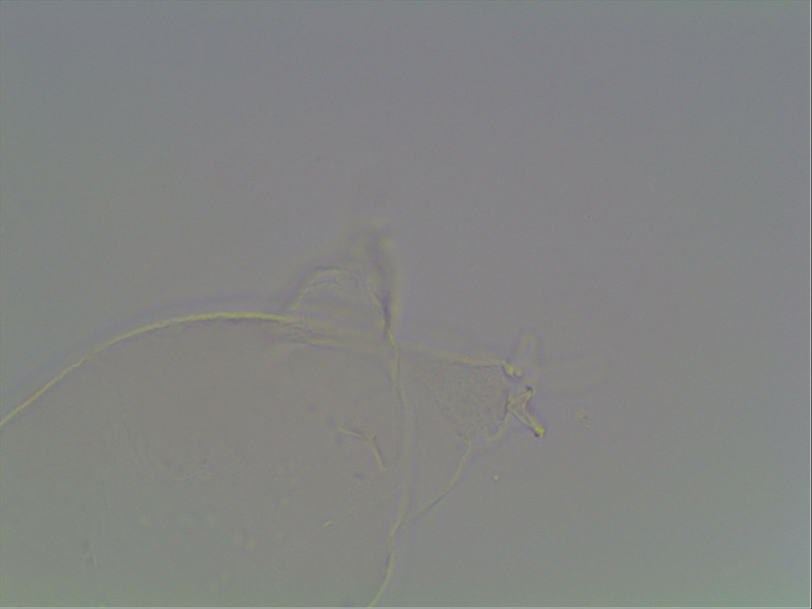 Hypsibius pallidus image