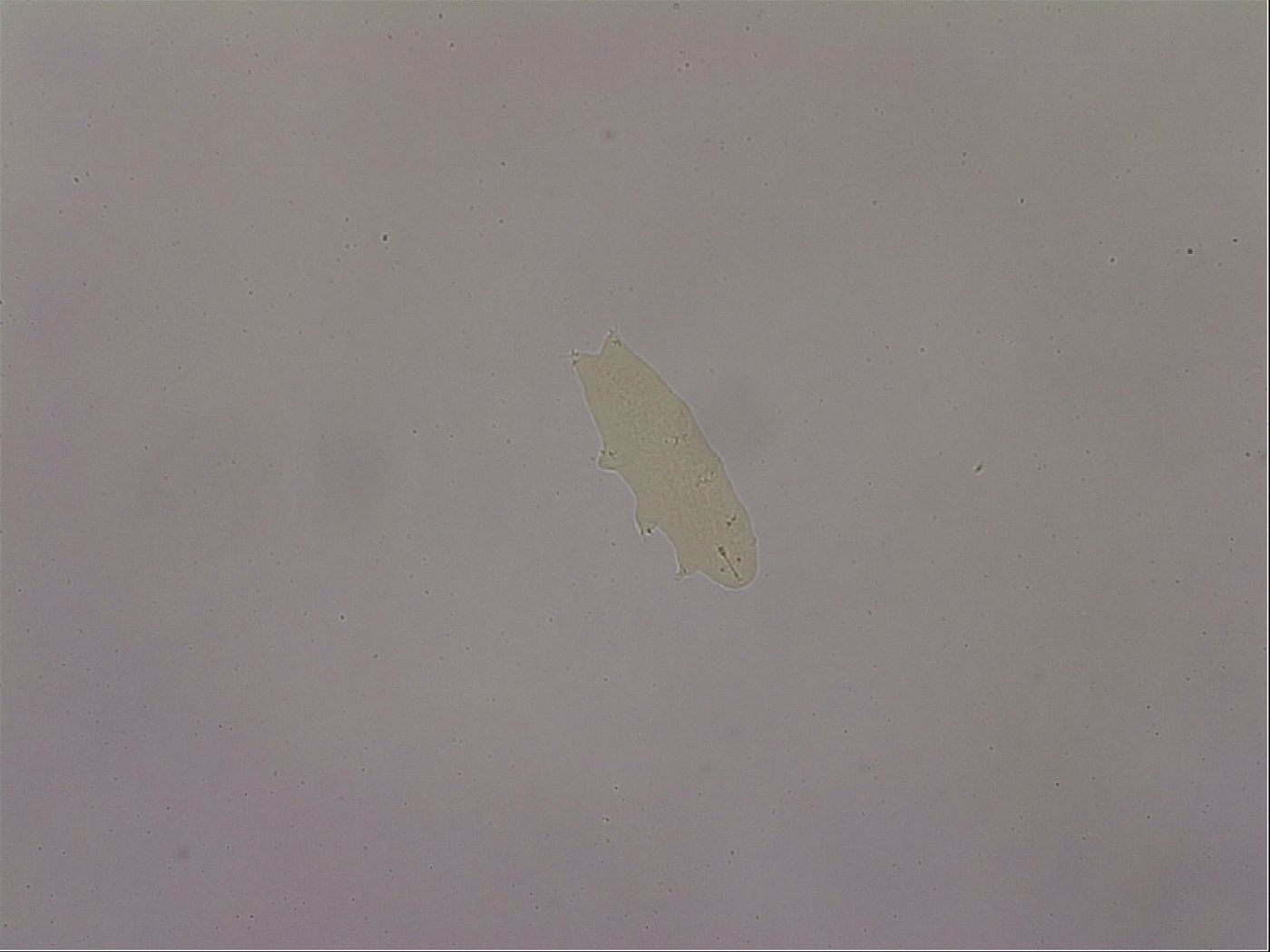 Hypsibius pallidus image