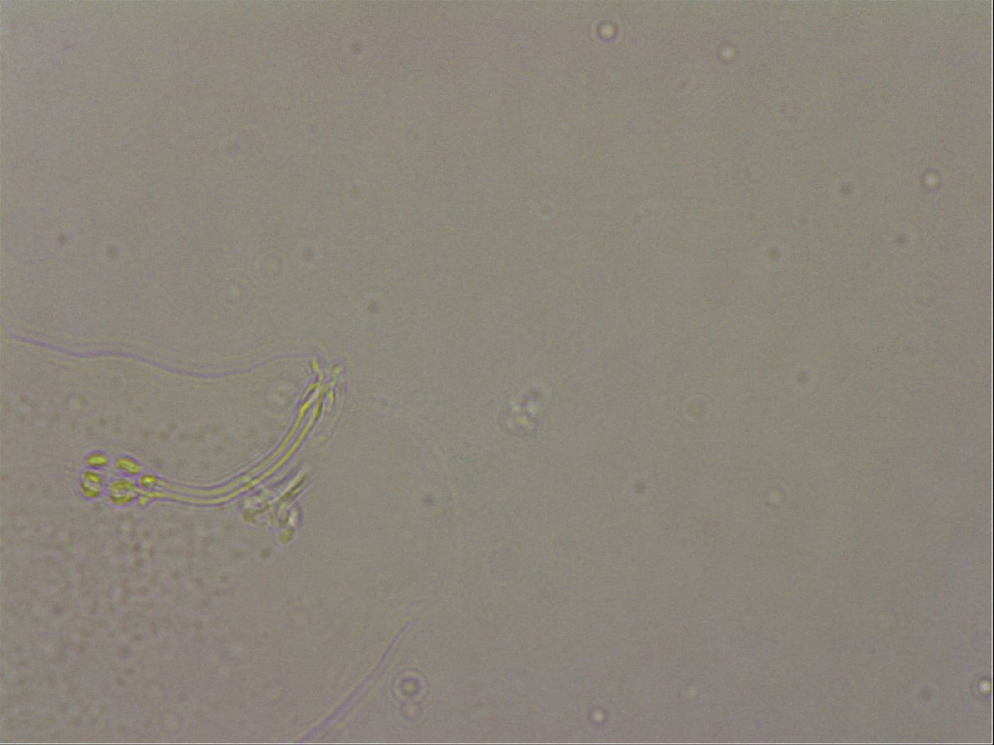 Hypsibius pallidus image