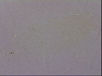 Hypsibius pallidus image