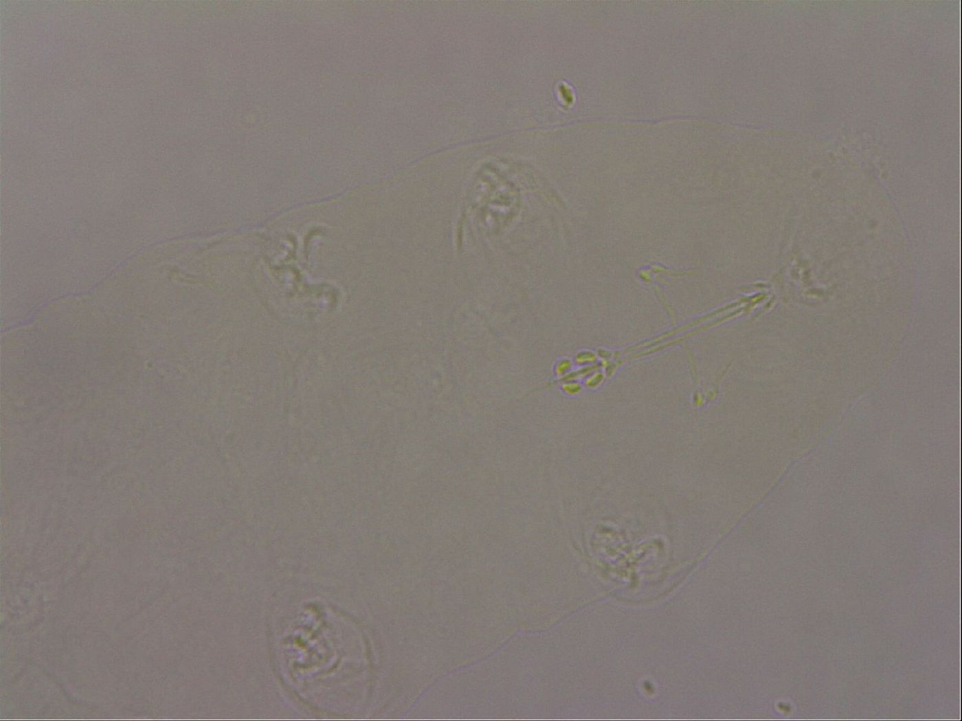 Hypsibius pallidus image