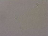 Hypsibius pallidus image