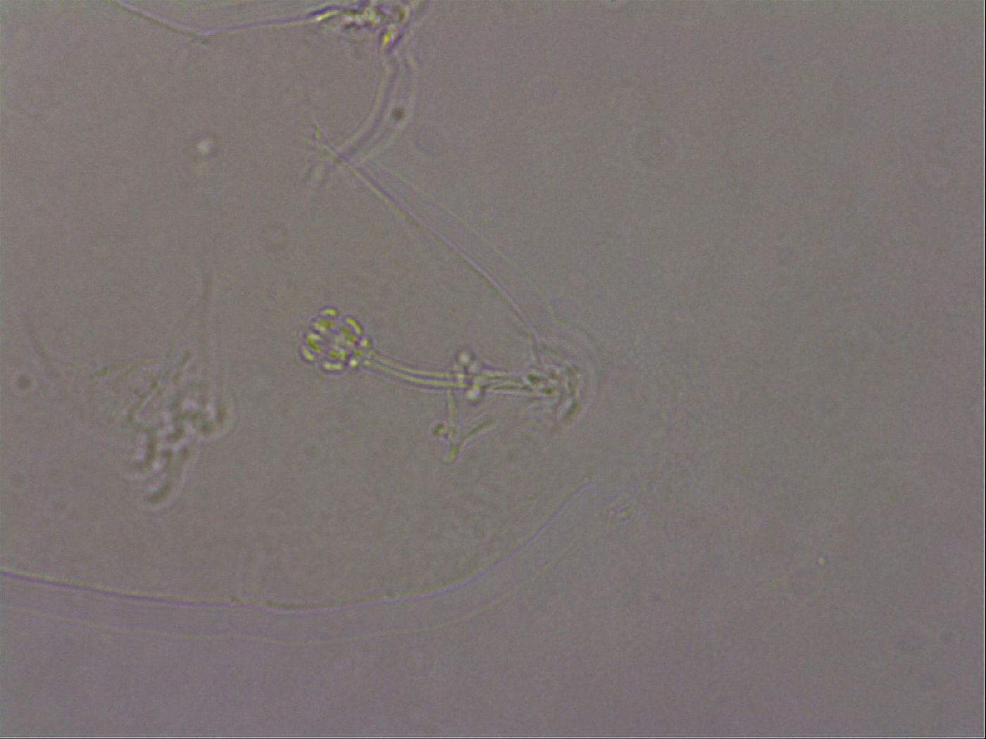 Hypsibius pallidus image