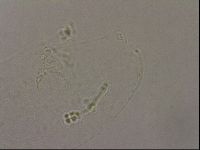 Hypsibius pallidus image