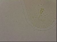 Ramazzottius oberhaeuseri image