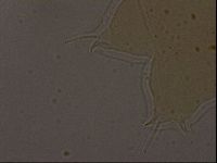 Ramazzottius oberhaeuseri image