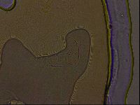 Ramazzottius oberhaeuseri image