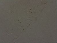 Ramazzottius oberhaeuseri image