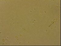Ramazzottius oberhaeuseri image