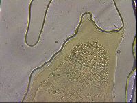 Ramazzottius oberhaeuseri image