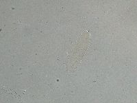 Ramazzottius oberhaeuseri image