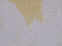 Ramazzottius oberhaeuseri image