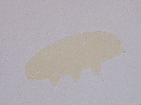Ramazzottius oberhaeuseri image