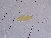 Ramazzottius oberhaeuseri image