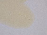 Ramazzottius oberhaeuseri image