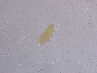 Ramazzottius oberhaeuseri image
