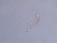 Ramazzottius oberhaeuseri image