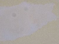 Ramazzottius oberhaeuseri image