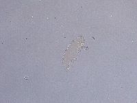Ramazzottius oberhaeuseri image