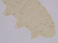 Ramazzottius oberhaeuseri image