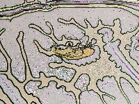 Ramazzottius oberhaeuseri image