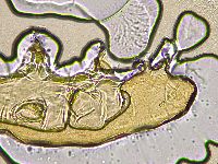 Ramazzottius oberhaeuseri image