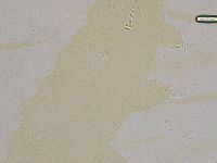 Ramazzottius oberhaeuseri image